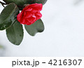 雪の中のさざんか 4216307