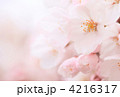 桜の花 4216317