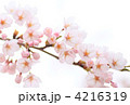 桜の枝 4216319