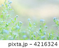 わすれな草 4216324