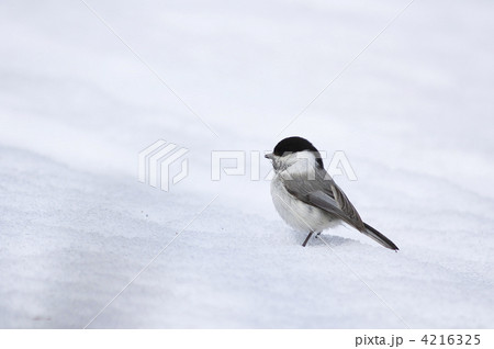 コガラ コガラ 4216325