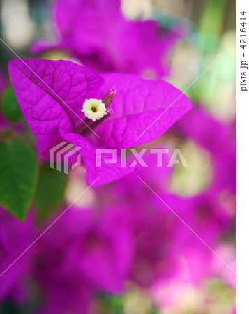 ブーゲンビリア2の写真素材 [4216414] - PIXTA