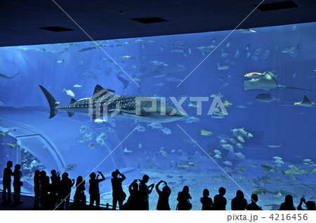 沖縄、ちゅら海水族館 沖縄、ちゅら海水族館 4216456
