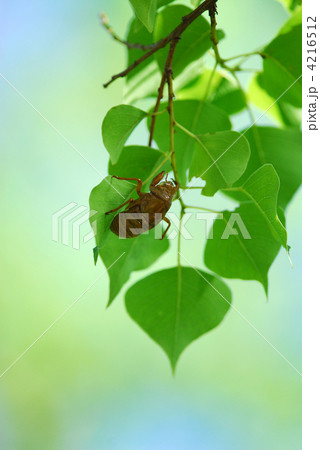 盛夏　アブラゼミ 4216512