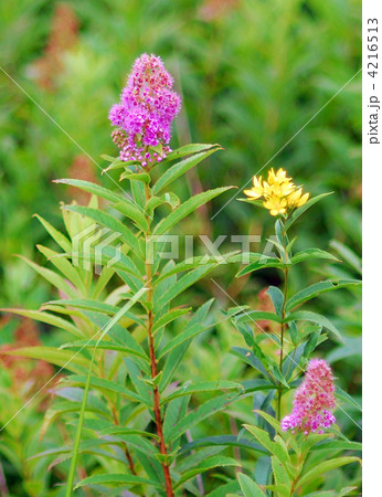 ホザキシモツケ ホザキシモツケ 4216513