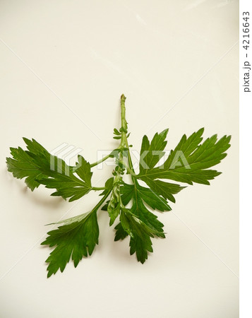 ヨモギ 4216643