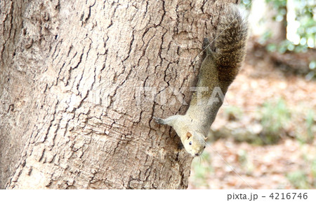 タイワンリス タイワンリス 4216746