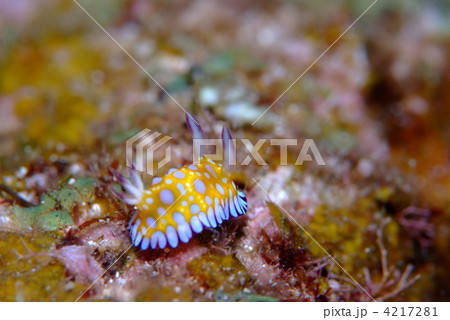 ウミウシ 4217281