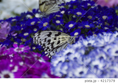 蝶と花 4217379