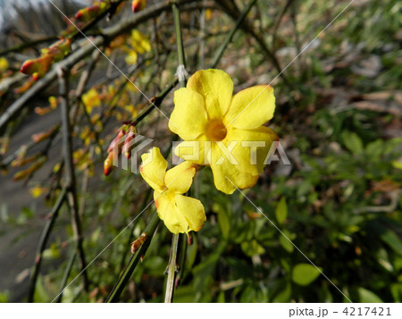 オウバイ（黄梅） 4217421