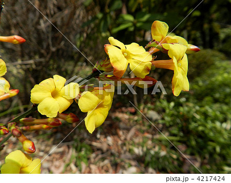 オウバイ（黄梅） 4217424