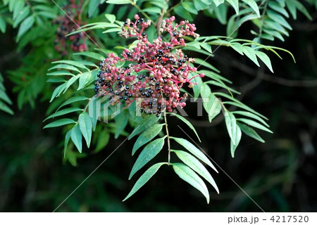 イヌザンショウ果実 4217520