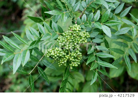 イヌザンショウ果実 4217529