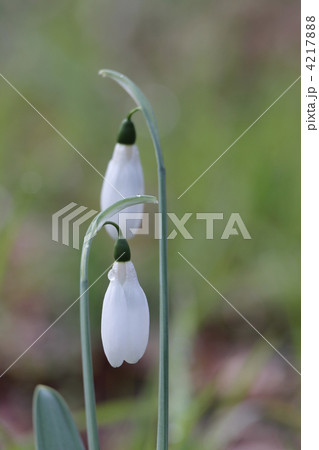 スノードロップ スノードロップ 4217888