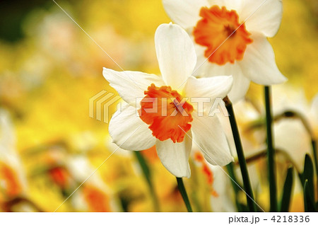 スイセン 4218336