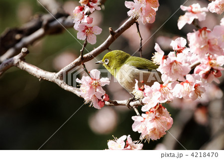 東御苑のメジロと淡いピンク色の梅の花 4218470