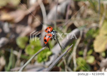 てんとう虫 4218496