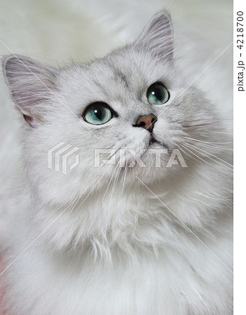 ペルシャ猫 白猫 アップの写真素材