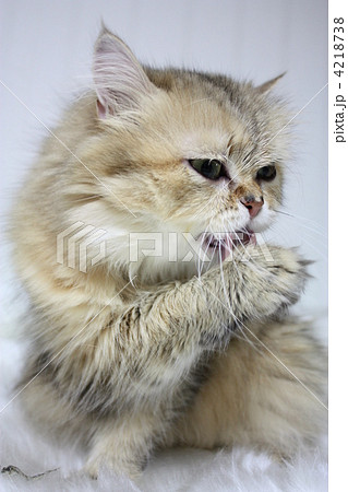 ペルシャ猫の毛づくろい ペルシャ猫の毛づくろい 4218738