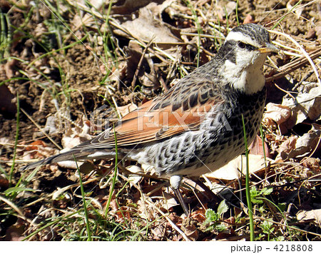 ツグミ/元横山公園 ツグミ/元横山公園 4218808