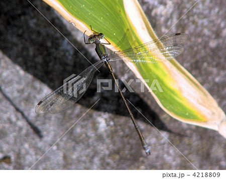 イトトンボ／昭和記念公園 4218809