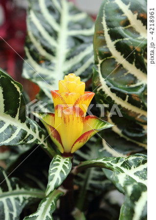 ダニアの花の写真素材