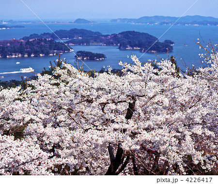 松島と桜 松島と桜 4226417