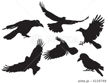 Crow Silhouetteのイラスト素材