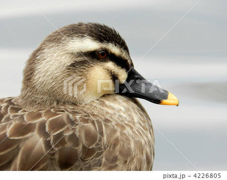 カルガモ/所沢航空記念公園にて カルガモ/所沢航空記念公園にて 4226805