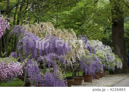 戸定邸の藤 4226865