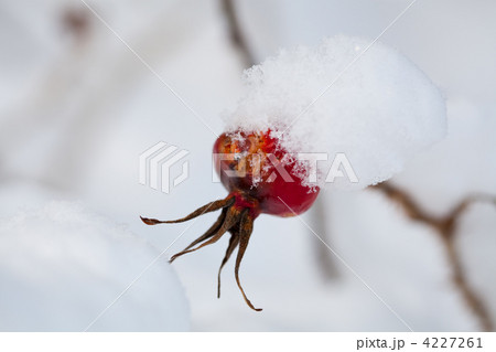 Frozen rose bush Frozen rose bush 4227261