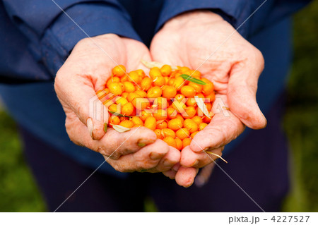 Sea-buckthorn 4227527