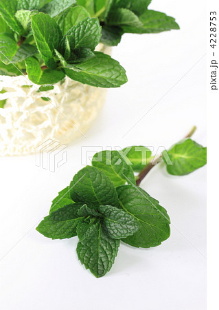 アップルミント 4228753