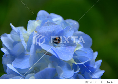 紫陽花と天道虫 紫陽花と天道虫 4228761