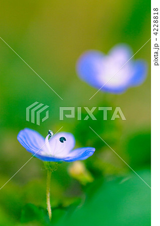 大犬のふぐり 4228818