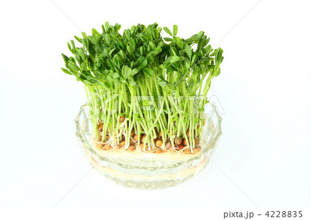 豆苗 豆苗 4228835