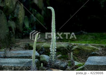 ツメレンゲ 4229006