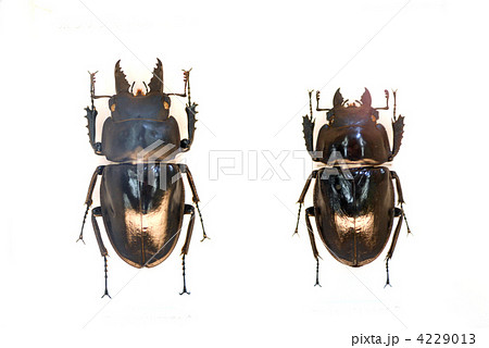 アマミマルバネクワガタ 4229013