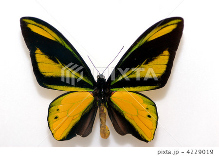 キマエラトリバネアゲハ キマエラトリバネアゲハ 4229019