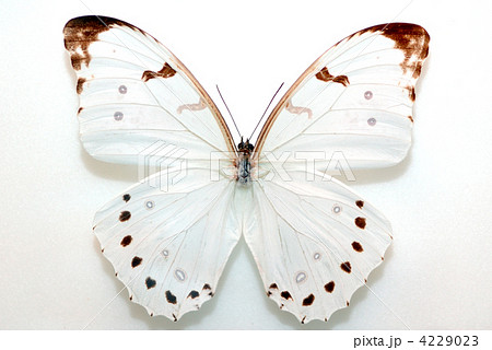 ルナモルフォ 4229023