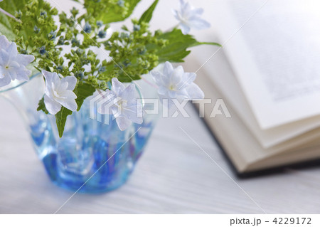 あじさい 4229172