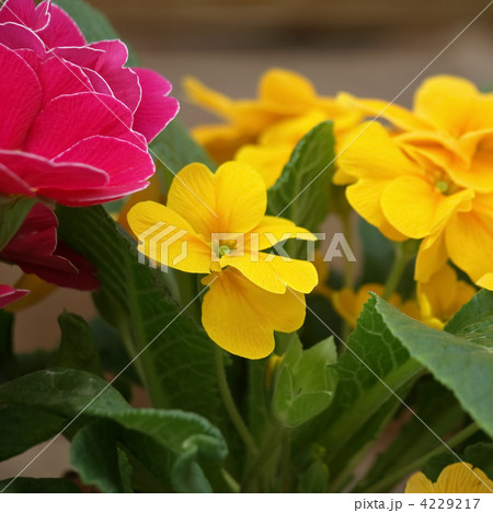 プリムラ・ジュリアン 4229217