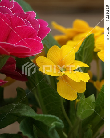 プリムラ・ジュリアン 4229219