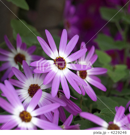 セネシオ・セネッティ 4229246