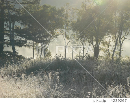 朝　輝き　草紅葉 4229267