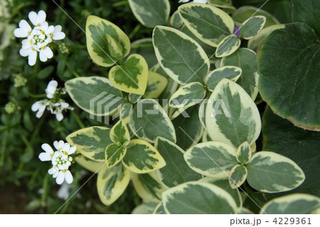 ツルニチソウ 4229361