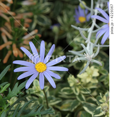 ブルーデージー 4229367