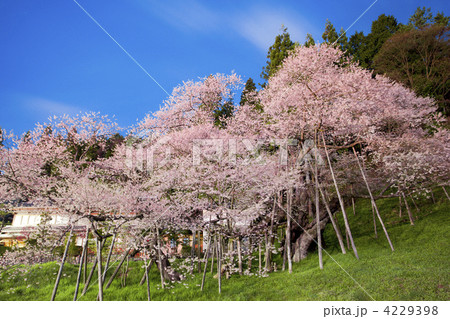 【岐阜県高山市】臥龍桜 【岐阜県高山市】臥龍桜 4229398