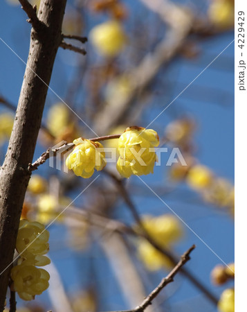 ソシンロウバイ 4229429