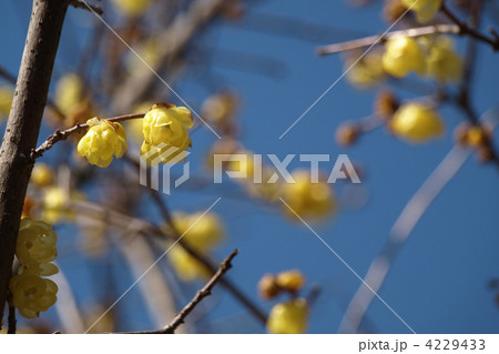 ソシンロウバイ ソシンロウバイ 4229433